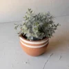 White Striped Terracotta Planter By Foreside Home & Garden -Eco Haven Store GUEST 01b94990 7096 45f8 8611 d265f19fdc20