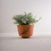 Leaf Accent Terracotta Planter - Foreside Home & Garden -Eco Haven Store GUEST ceb1b469 06f1 47bf 96b2 3ea93040c66b