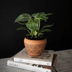 Terracotta Terracotta Planter - Foreside Home & Garden -Eco Haven Store GUEST ddaf4de1 6d67 4931 b662 381feada1a38